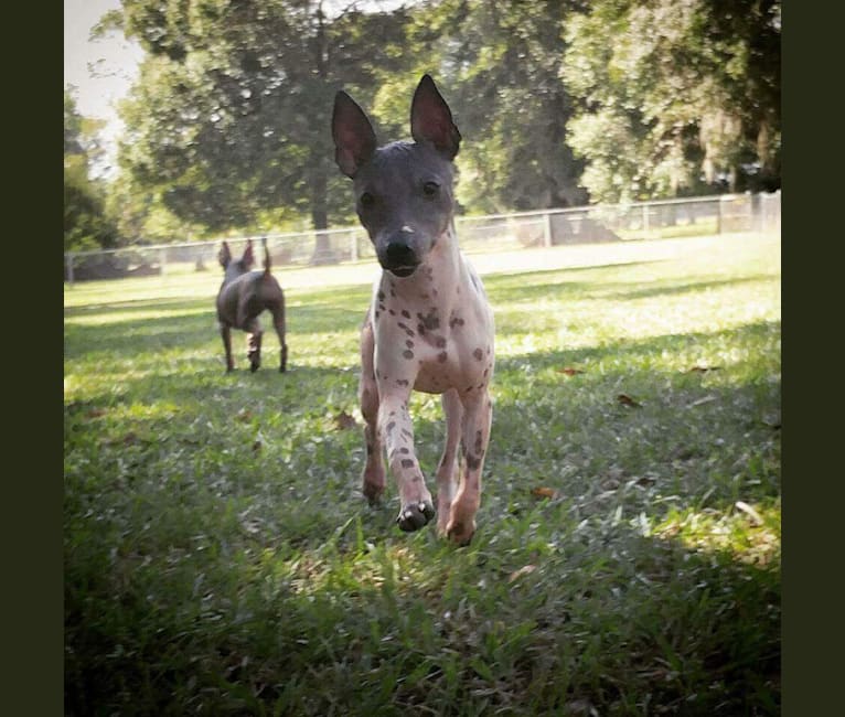 Photo of Juno, an American Hairless Terrier 