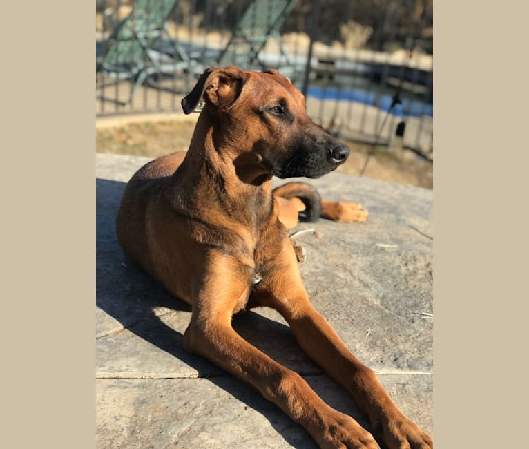 Doberman x belgian malinois sale