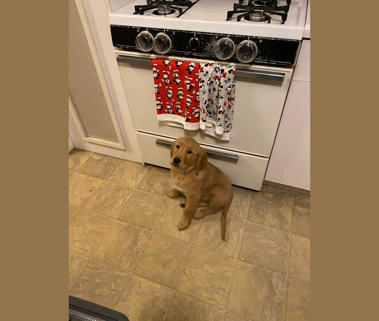 Summer, a Golden Retriever tested with EmbarkVet.com