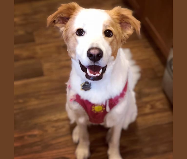 Waffle, a Great Pyrenees and Brittany mix tested with EmbarkVet.com