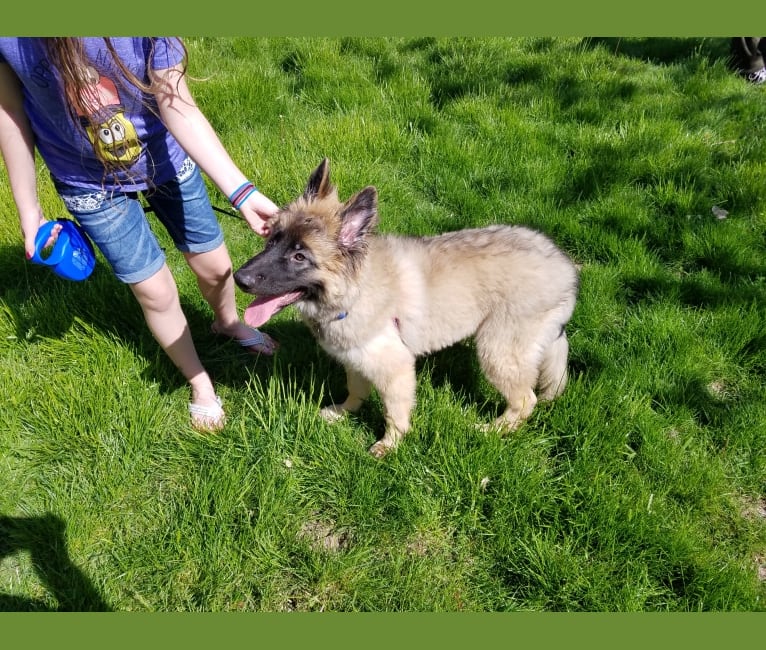 Samson, a German Shepherd Dog and Belgian Malinois mix tested with EmbarkVet.com