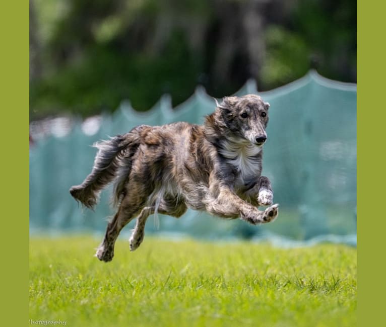 Charity, a Silken Windhound tested with EmbarkVet.com