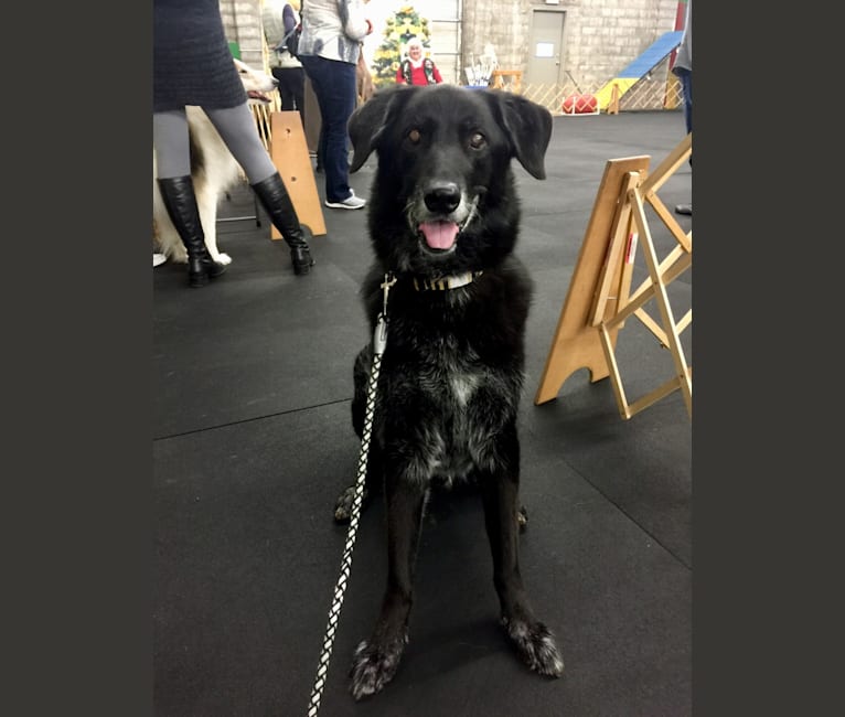 Simon, a Golden Retriever and German Shepherd Dog mix tested with EmbarkVet.com