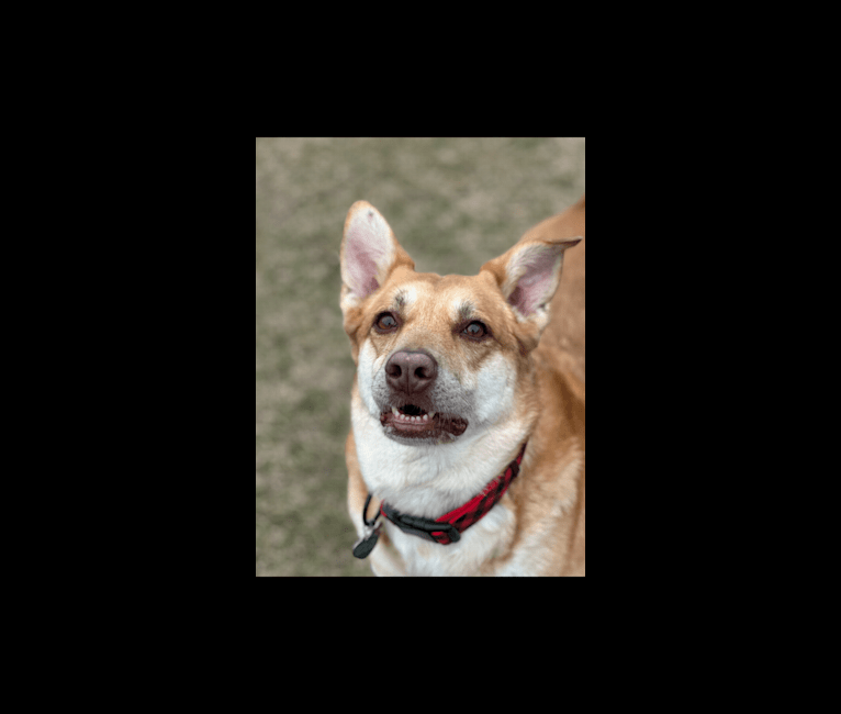 Jolene, a Chow Chow and Australian Cattle Dog mix tested with EmbarkVet.com