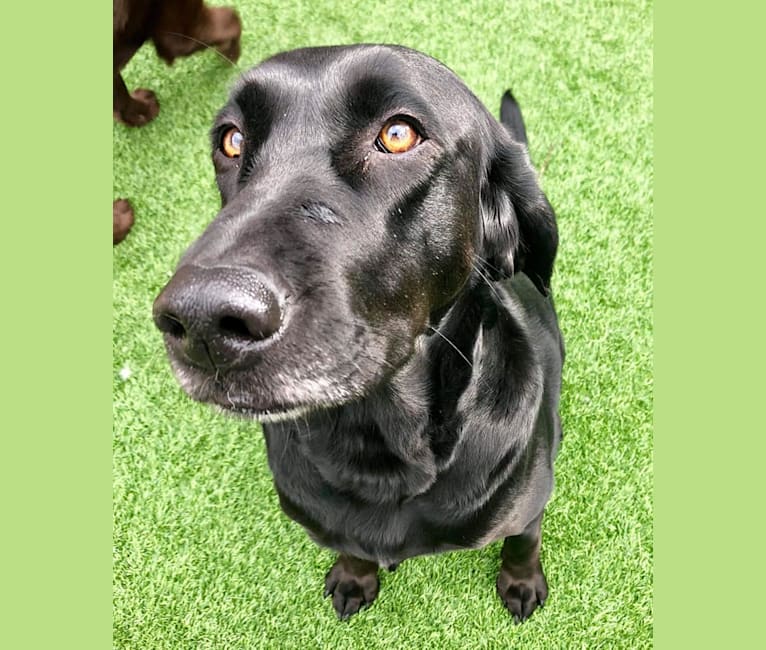 Maggie, a Bloodhound and Labrador Retriever mix tested with EmbarkVet.com