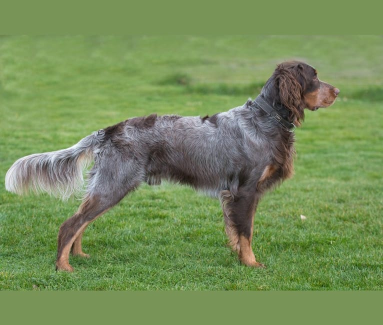 Hayabusa's Braveheart, a Picardy Spaniel tested with EmbarkVet.com