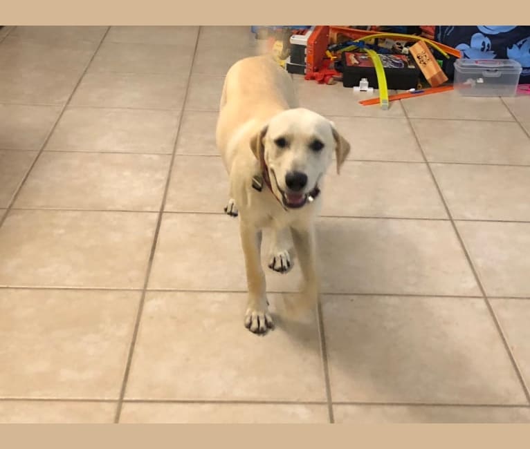 Buddy, a Rottweiler and Chinese Shar-Pei mix tested with EmbarkVet.com