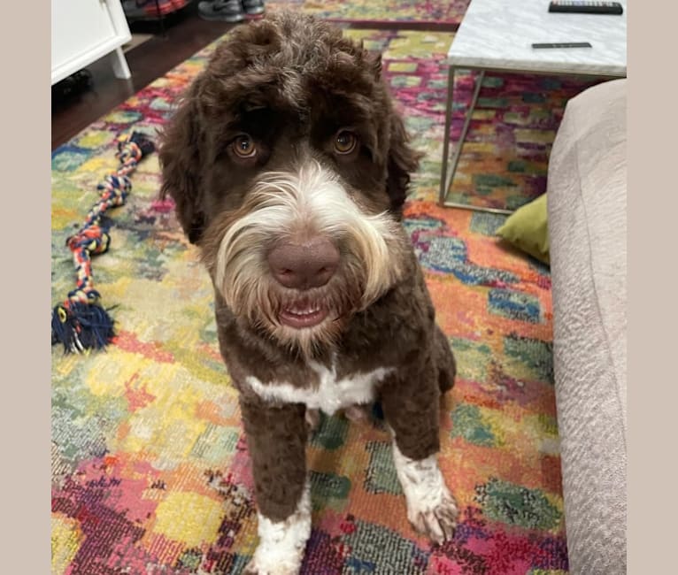 Bolo, an English Springer Spaniel and Poodle (Standard) mix tested with EmbarkVet.com