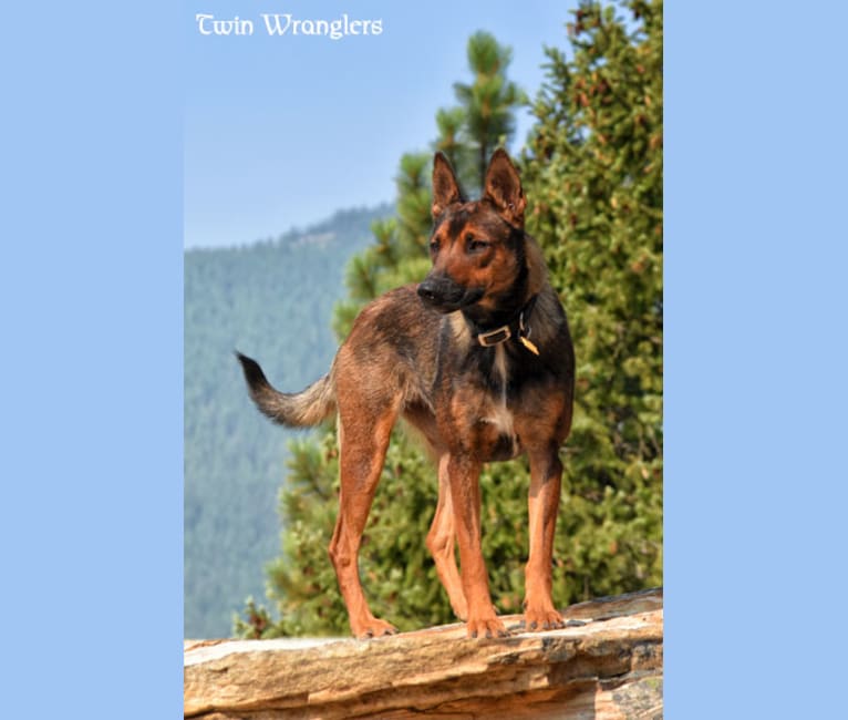 Cattle dog top malinois mix
