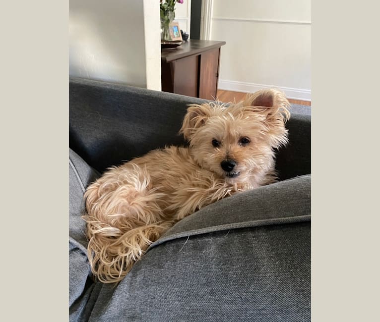 Buster, a Yorkshire Terrier and Coton de Tulear mix tested with EmbarkVet.com