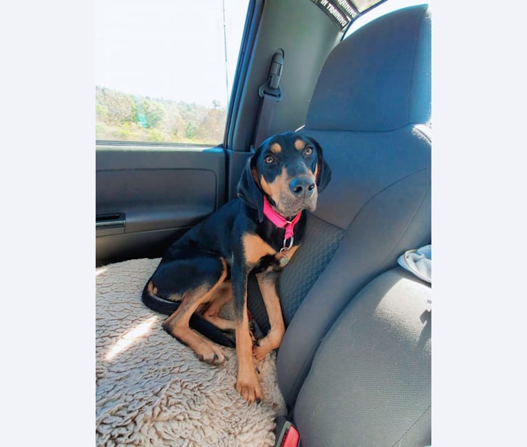 Photo of Raven, an American Leopard Hound  in Laurens, SC, USA
