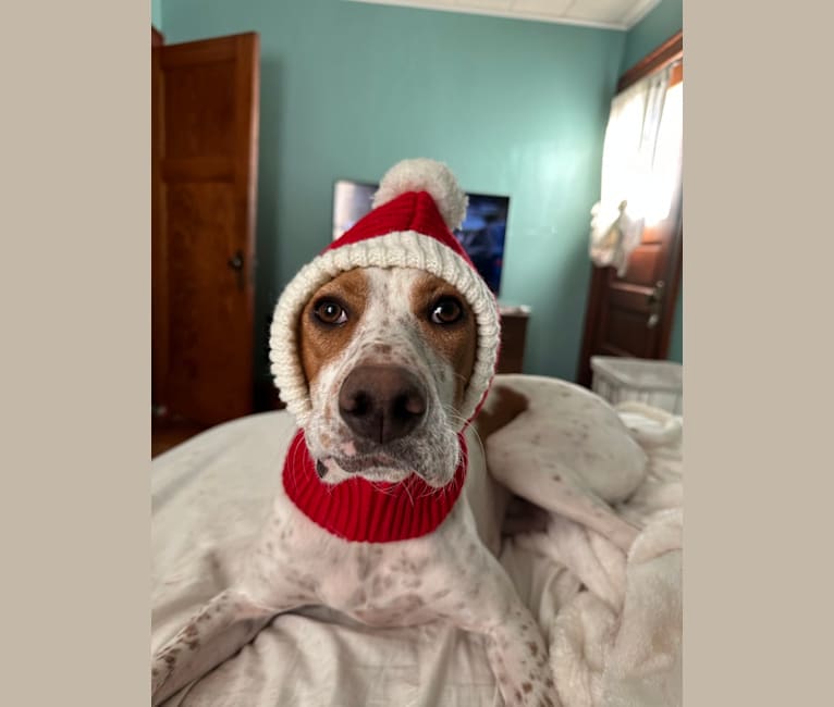 Texie, a Pointer and Llewellin Setter mix tested with EmbarkVet.com