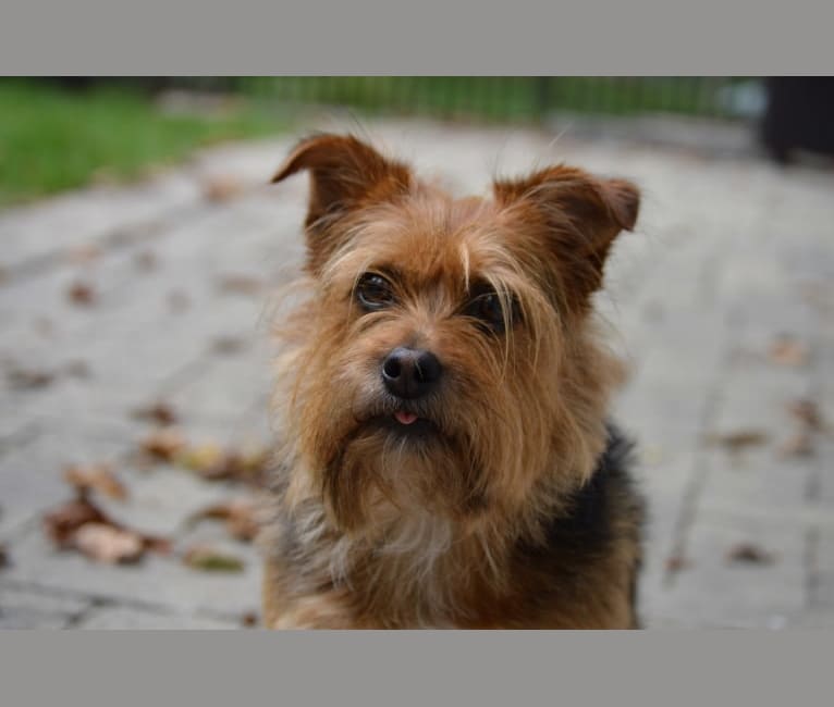 Photo of Charlie, a Yorkshire Terrier, Chihuahua, and Shih Tzu mix in North Haven, Connecticut, USA