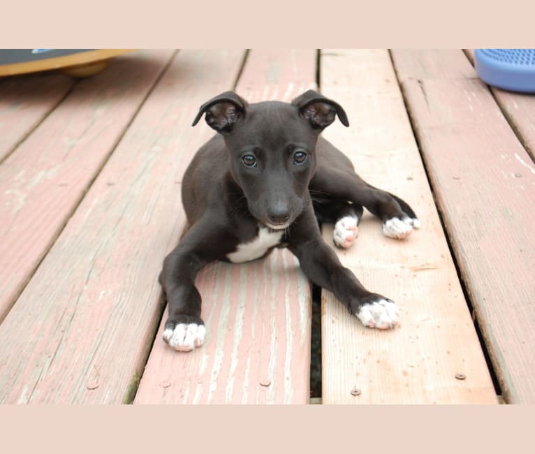 Leeloo, a Whippet tested with EmbarkVet.com