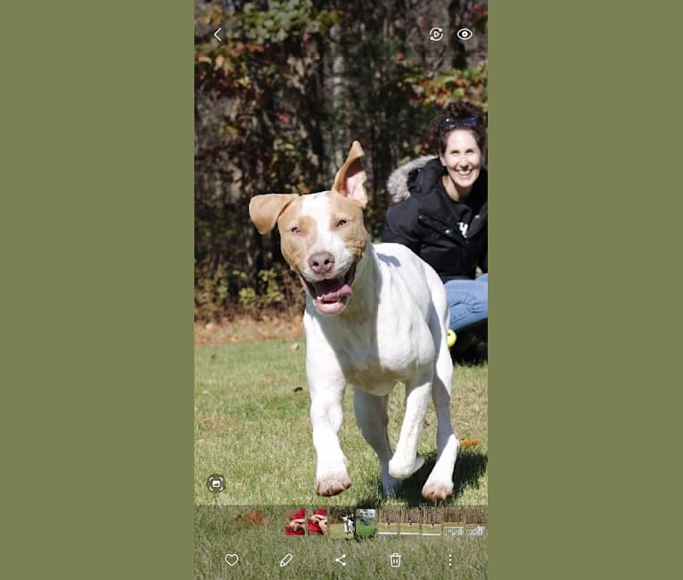 Beck, an American Pit Bull Terrier and Australian Cattle Dog mix tested with EmbarkVet.com