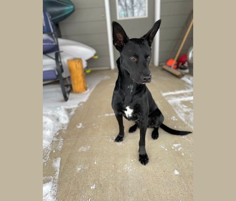 Smokey, an Australian Kelpie tested with EmbarkVet.com