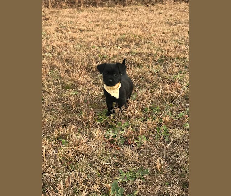Photo of Abby, a Shih Tzu, Chihuahua, and Dachshund mix in Honea Path, South Carolina, USA