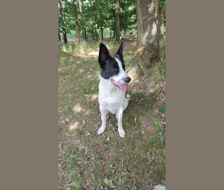 SimsalaBim, a German Shepherd Dog and American Pit Bull Terrier mix tested with EmbarkVet.com