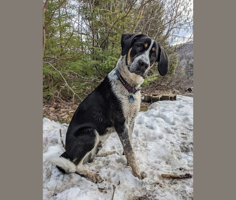 Crick, a Border Collie and Bluetick Coonhound mix tested with EmbarkVet.com