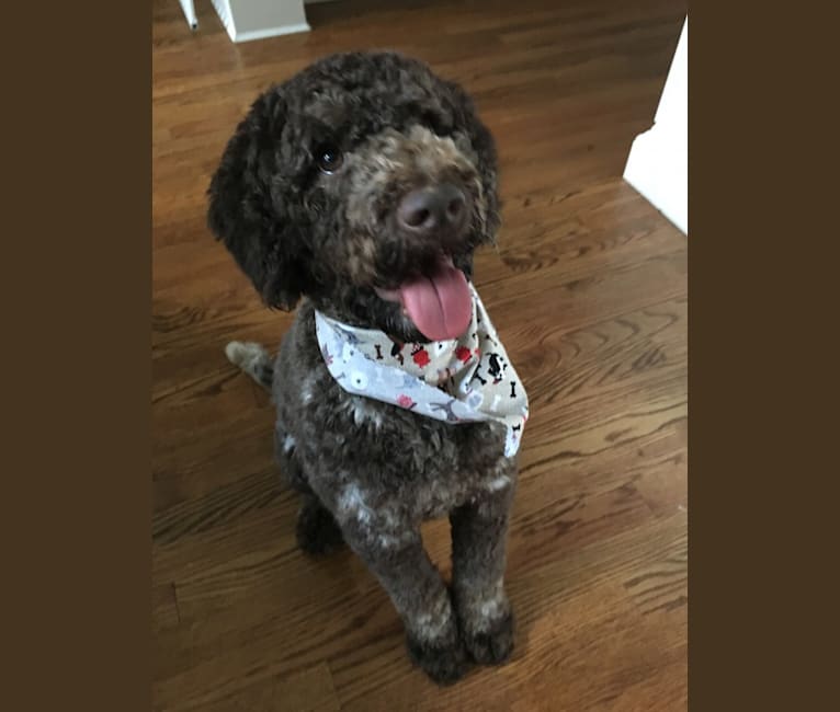 Photo of Finley, a Lagotto Romagnolo  in Holtwood, PA, USA