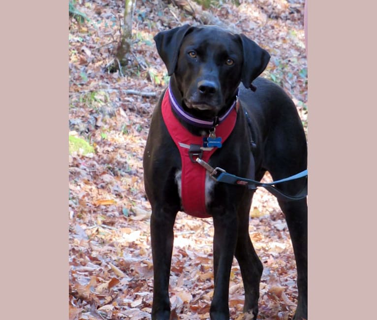 Catahoula leopard dog rhodesian ridgeback mix 2025