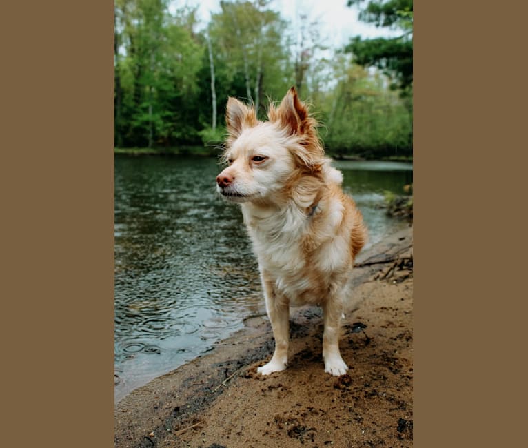 Photo of Max, a Pomchi  in Amherst, WI, USA
