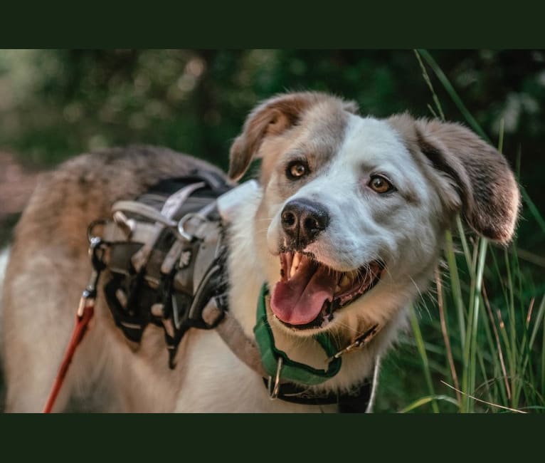 Indy, an European Village Dog tested with EmbarkVet.com