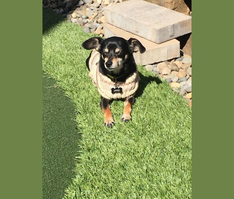 Photo of Jake, a Chihuahua, Dachshund, Poodle (Small), Shih Tzu, and Mixed mix in Utah, USA