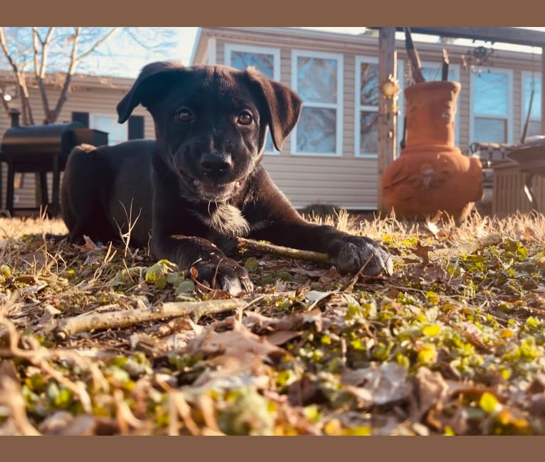 Photo of Benny, an American Pit Bull Terrier, American Staffordshire Terrier, Chesapeake Bay Retriever, Siberian Husky, and Labrador Retriever mix