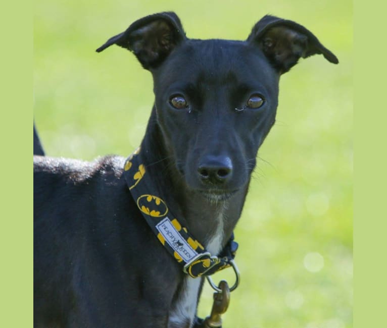 Qwik, a Whippet and Border Collie mix tested with EmbarkVet.com
