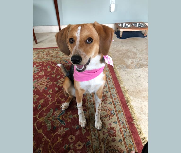 Akita hound mix clearance