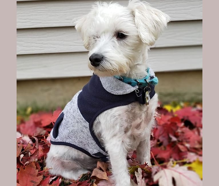 Maltese schnauzer mix on sale