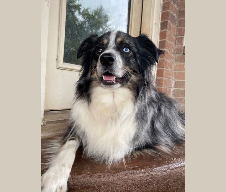 Cooper, an Australian Shepherd tested with EmbarkVet.com