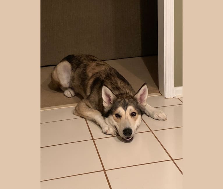 Koda a dog tested with EmbarkVet.com