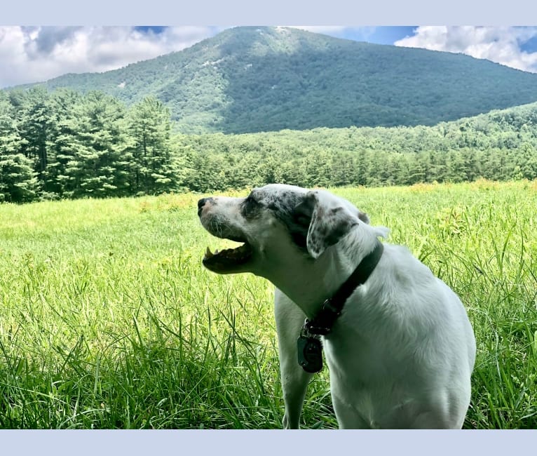 Photo of Picnic, an Australian Cattle Dog, Australian Shepherd, and Mixed mix in Durham, North Carolina, USA