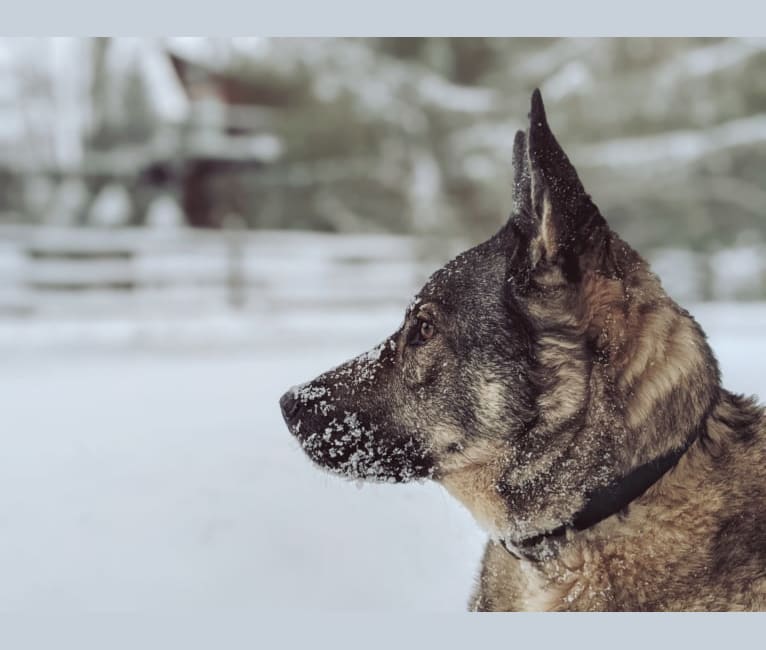 Rampart, a German Shepherd Dog and Siberian Husky mix tested with EmbarkVet.com