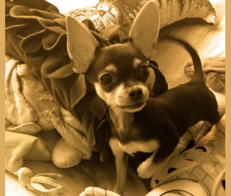 Coqui, a Chihuahua and Yorkshire Terrier mix tested with EmbarkVet.com