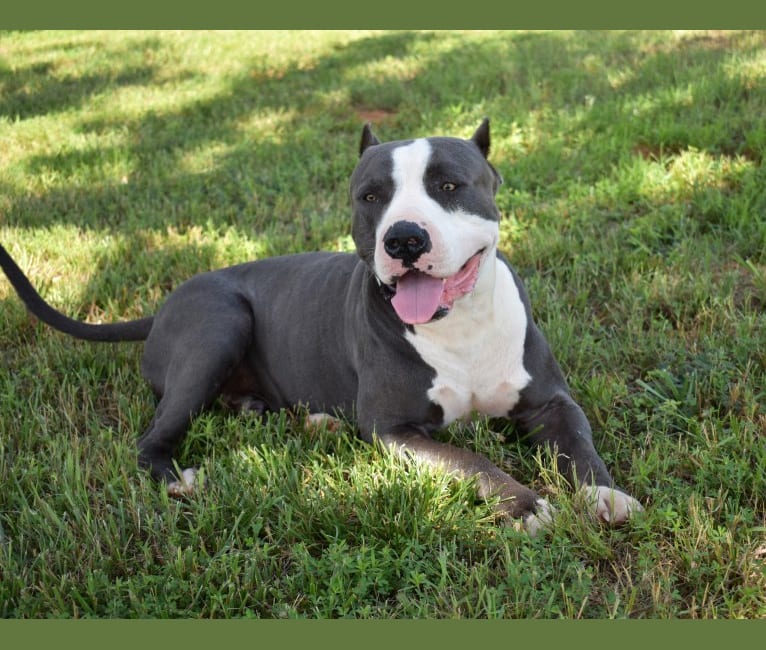 Capone, an American Bully tested with EmbarkVet.com