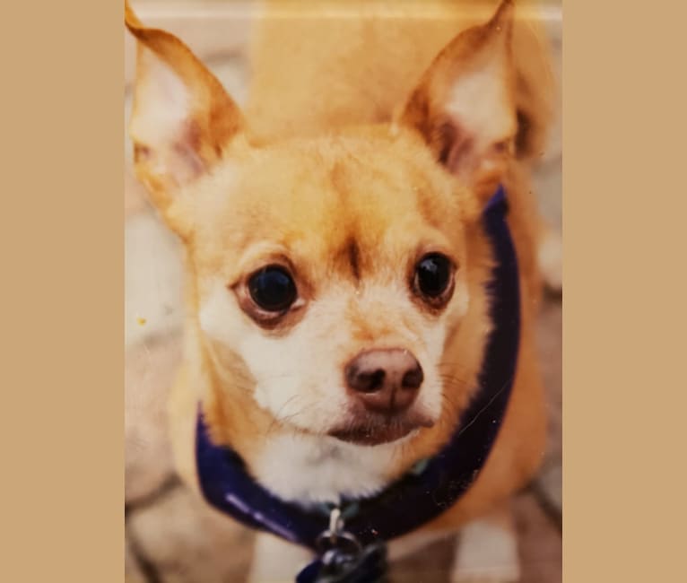 Photo of Frosty, a Chihuahua  in Sharonville, Ohio, USA