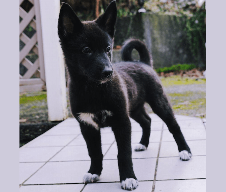 Sothis, a West Siberian Laika and Irish Wolfhound mix tested with EmbarkVet.com