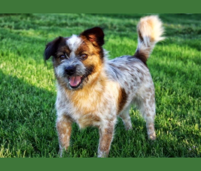 Cooper, a Shih Tzu and Australian Cattle Dog mix tested with EmbarkVet.com