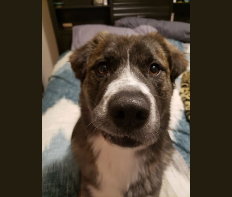 Embark Dog DNA Test Breed
