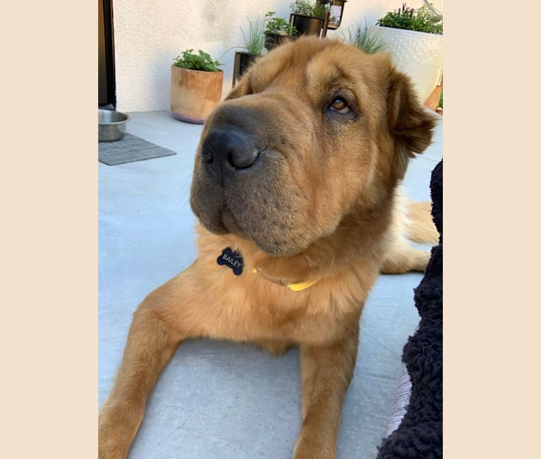 Bailey, a Chinese Shar-Pei and German Shepherd Dog mix tested with EmbarkVet.com