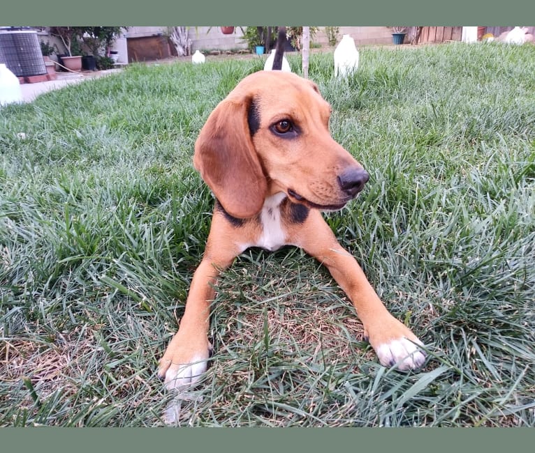 Photo of Sparky, a Beagle (8.8% unresolved) in California, USA