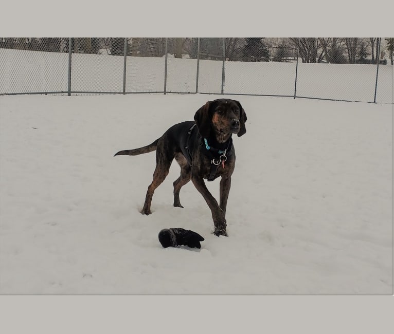 Molly, a Black and Tan Coonhound and Mountain Cur mix tested with EmbarkVet.com