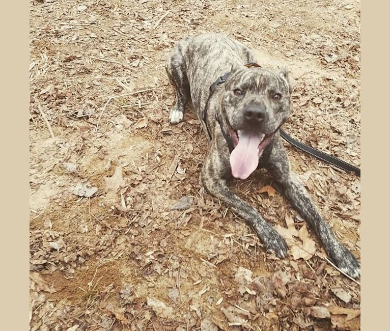 Paxton, an American Pit Bull Terrier and Boxer mix tested with EmbarkVet.com