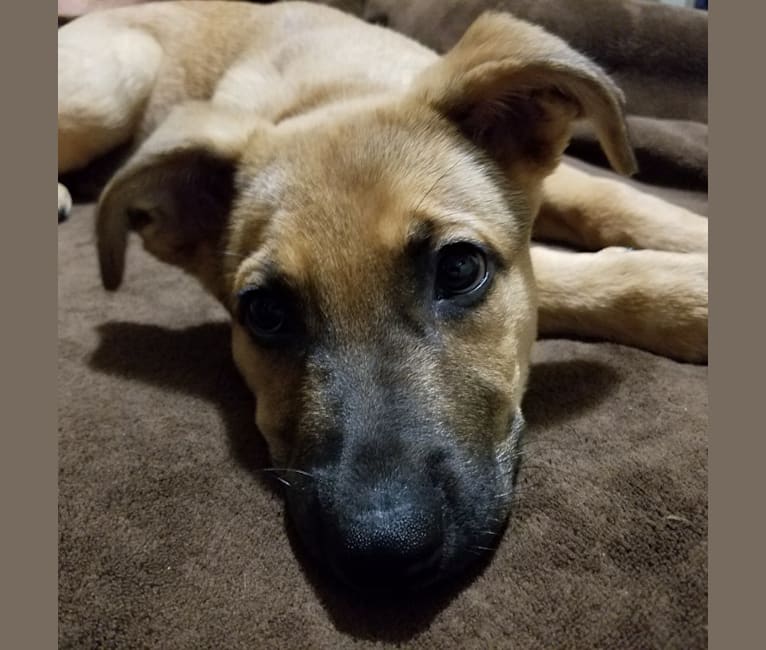 Max, a German Shepherd Dog and Rat Terrier mix tested with EmbarkVet.com