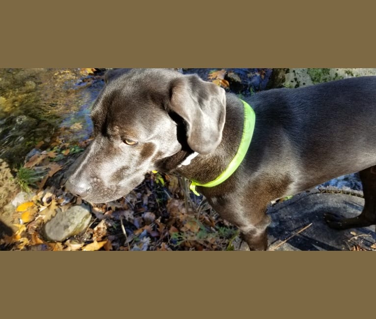 Bode, a Labrador Retriever and Coonhound mix tested with EmbarkVet.com