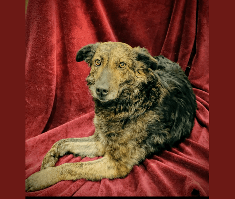 Photo of Josie, an Eastern European Village Dog  in Roemenië