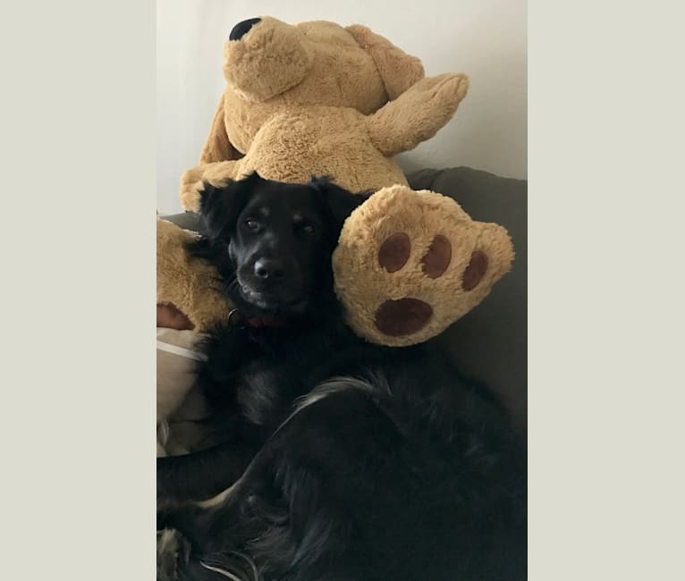 Photo of JAX, a Poodle (Standard), Chow Chow, American Pit Bull Terrier, German Shepherd Dog, Boxer, and Mixed mix in Los Angeles, California, USA